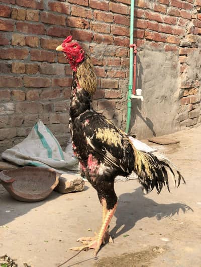 high quality long hight patha for sale