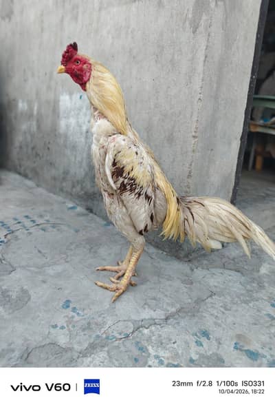 aseel murga for sale 03316427993 WhatsApp or call