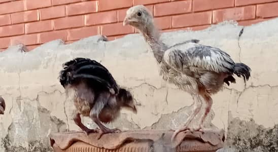 aseel pure thai and salate aseel / grey aseel / aseel chicks