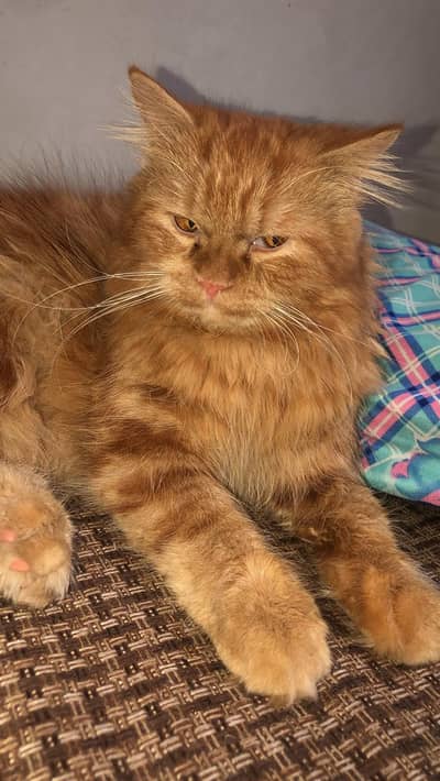 Triple coated cat persian breed