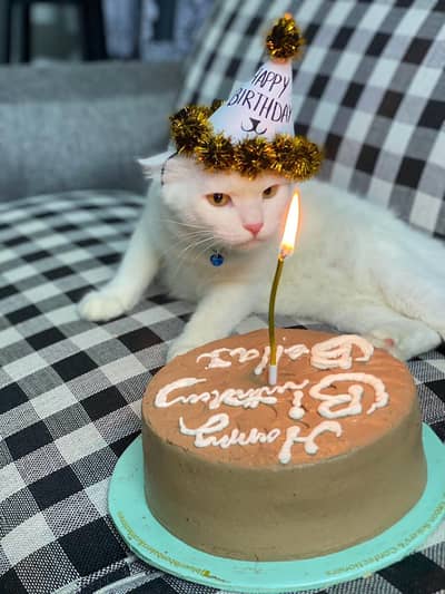 Triple coated cat persian breed