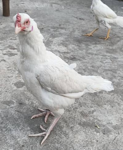 High Quality White Aseel Madi for Sale