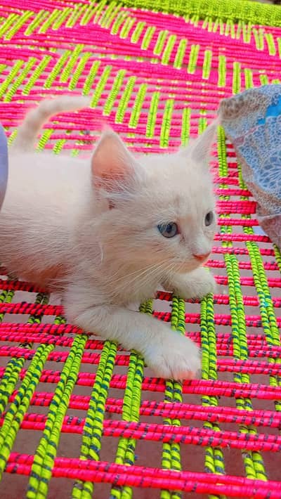 double Cote Persian cute kittens