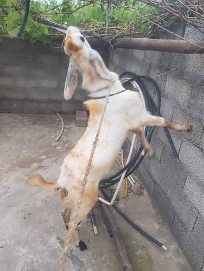 one male breader beautiful