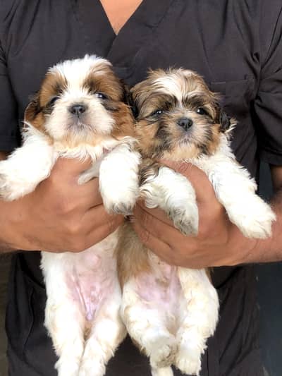 Shihtzu Female Puppy / Shihtzu Male Puppy/ Shihtzu Available in Lahor