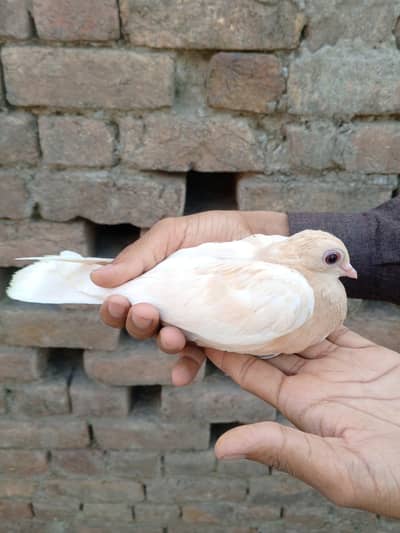 pure Dove pegions for sale