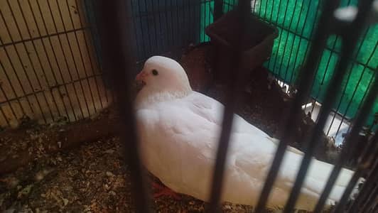 Pegion | king Pegion | Finch | jawa Finches | cocktail | khumra