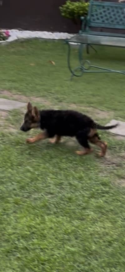 German shepherd puppies/german shepherd female