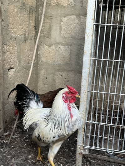 Aseel cross breed | healthy and Active | strong and alert rouster