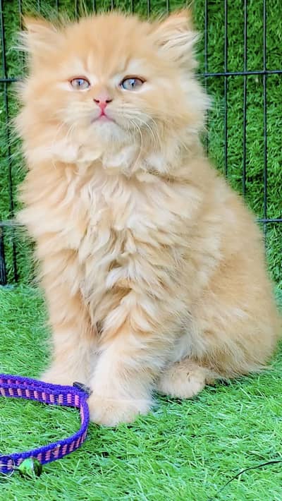Persian Kitten triple Coated Male Available