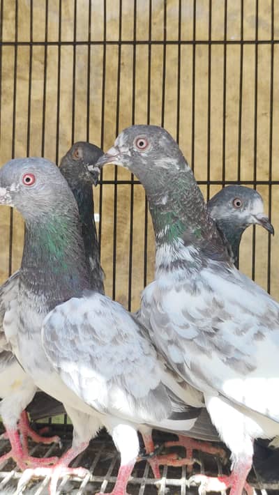 Teddy, Golden, Ferozpori, Tamatar Ankh Kabootar