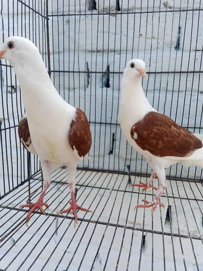 sheild cropper patha