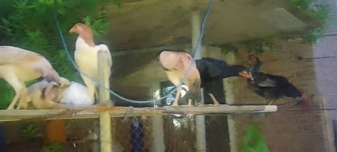 aseel chochiya aik morga