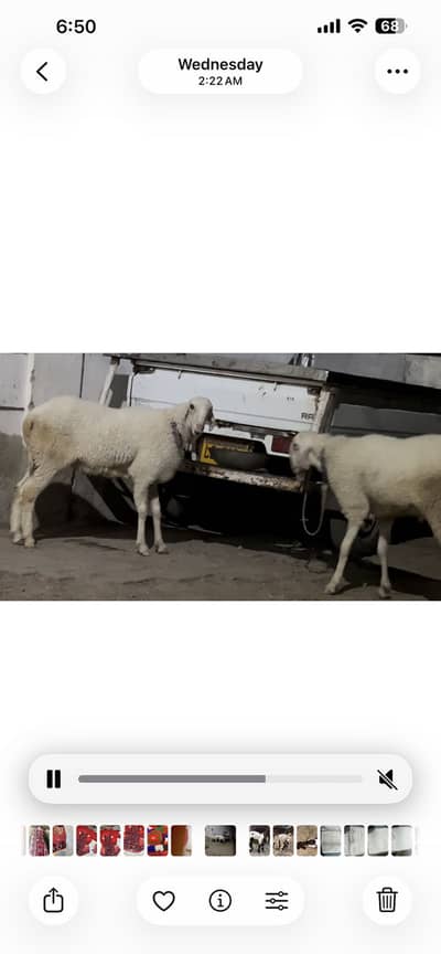 Qurbani 2k26. Contact:  03147768235