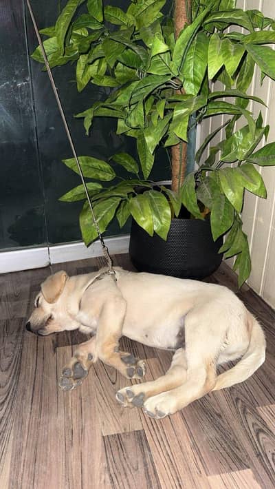 Labrador puppy Available