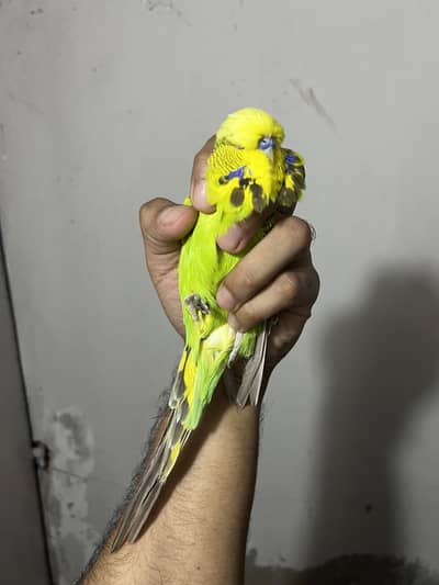 Exhibition UK bloodline Cinnamon Opaline Breeder Male