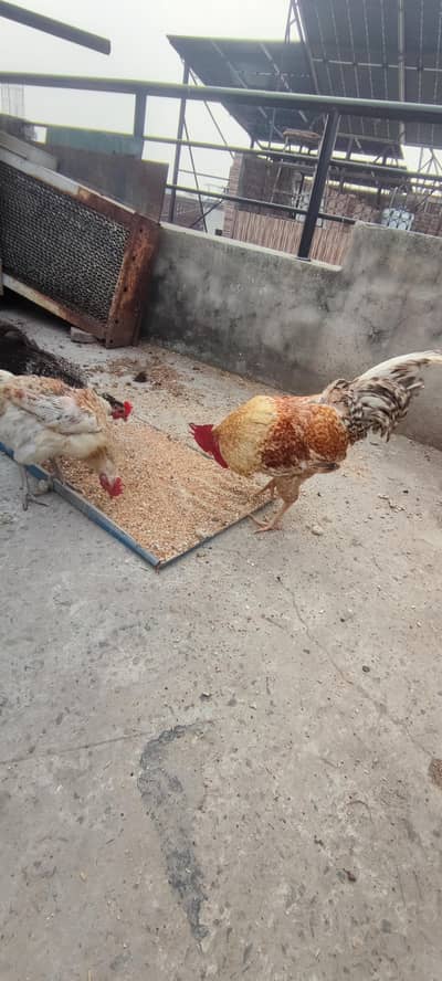 Golden Misri, Murga, Desi Murga,