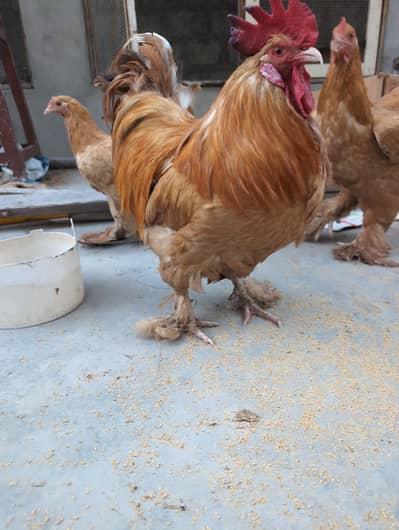 Golden buff breeder male and trio for sale.