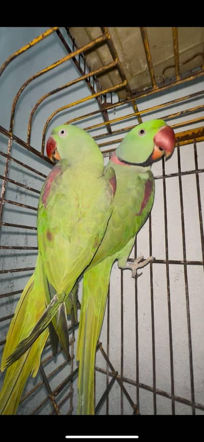 Raw Parrot Pair