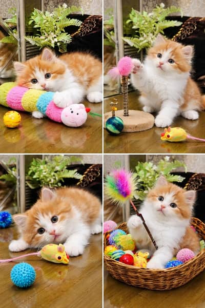 Persian Kittens Available for Sale – Healthy & Active