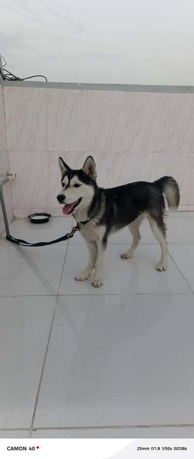 siberian husky black eyes play full potty trained