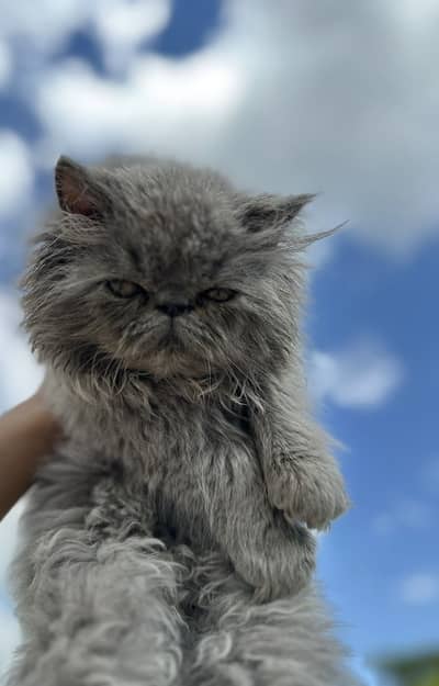 Persian CFA Peke Male Kitten Cat