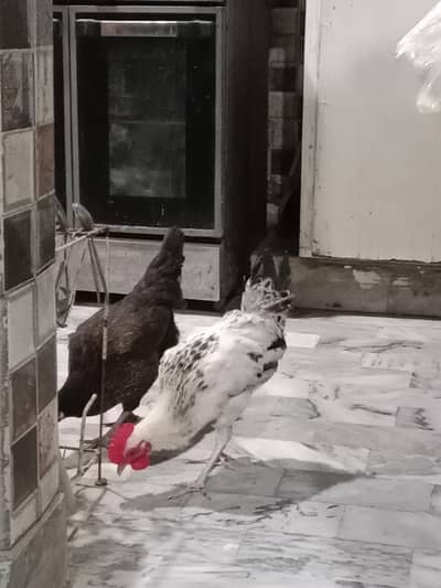 1 pair, black hen, black nd white rooster