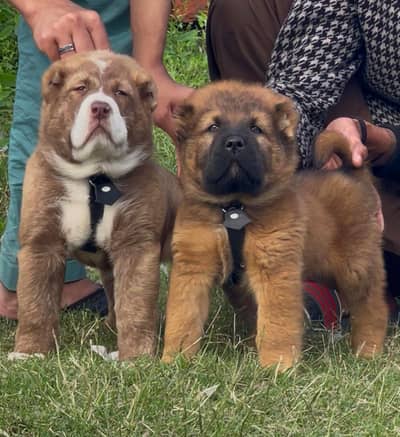 Kurdish kangal security dog 2 month pair for sale