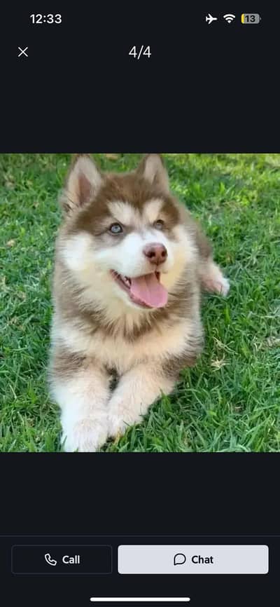 Siberian Husky dog whatsApp number 03468556940