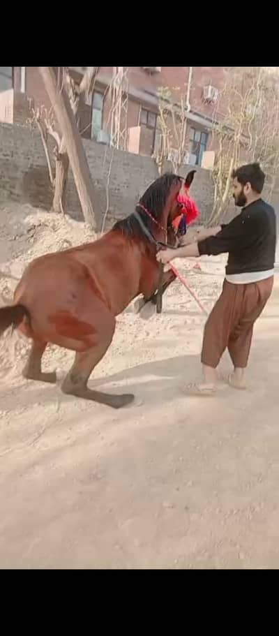 male desi Mare horse for Sale (breeder)