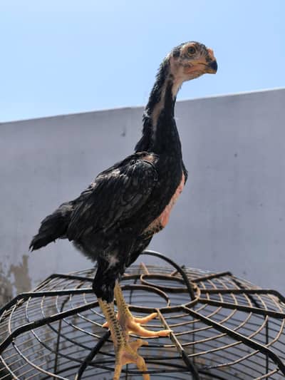 BLUE SHAMO PAIR SWINGNECK BLOODLINE