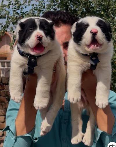 alabai security dog 2 month pair for sale heavy bone