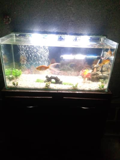 fish aquarium with fishes all accessories