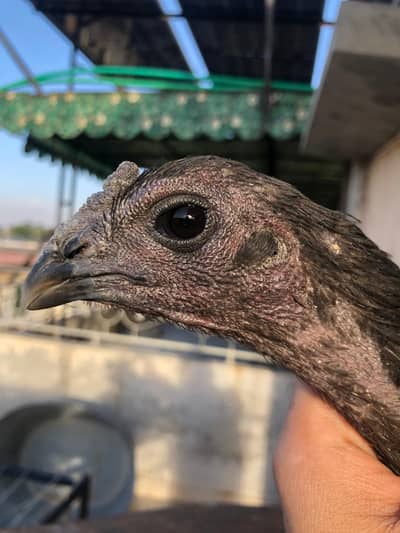 Penas/Penus/Panas Dragon Thai Female