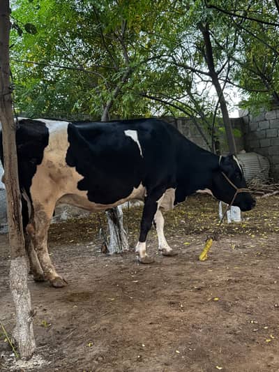 Friesian fresh cow for sale