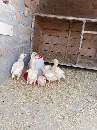 Aseel paper white heera chicks Aseel chicks