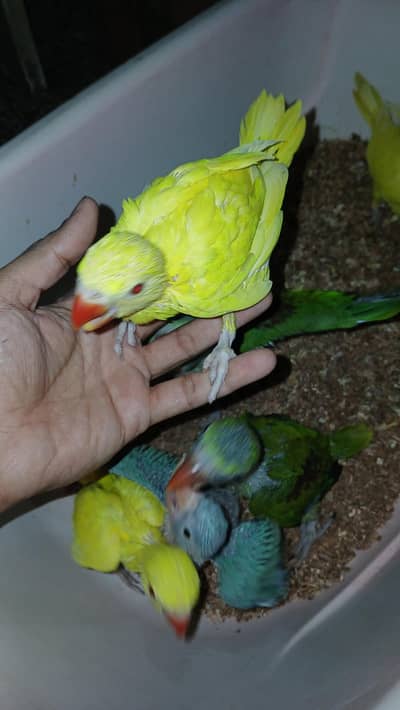 chicks yellow & blue ring neck & raw pahari