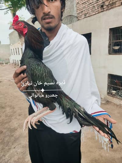 Mushka Lasni Aseel Mianwali