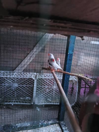 zebra finch