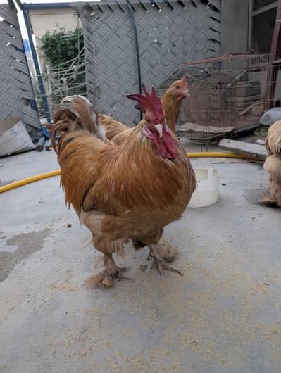 Golden buff breeder male and polish and bantam