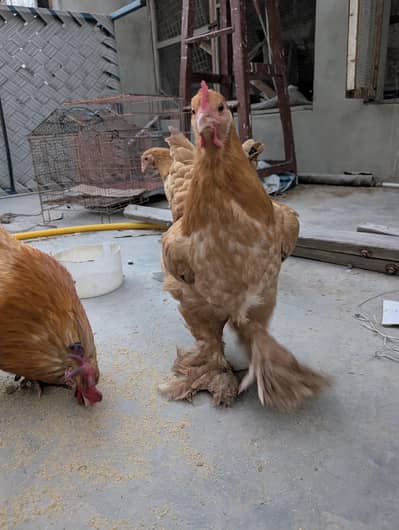 Golden buff breeder male and trio