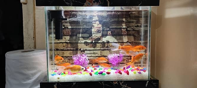 brand new Aquarium with 8 medium and 2big fishes