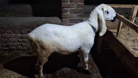 chatrah/bakra/wacha/sheep