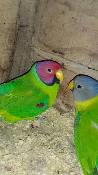 2 Breeder Pairs of Plumhead Parrot