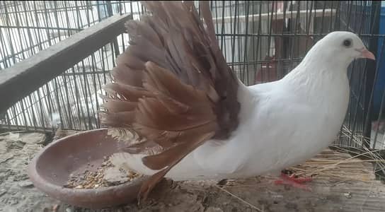 ak pair silver tail ak pair red tail santinat male