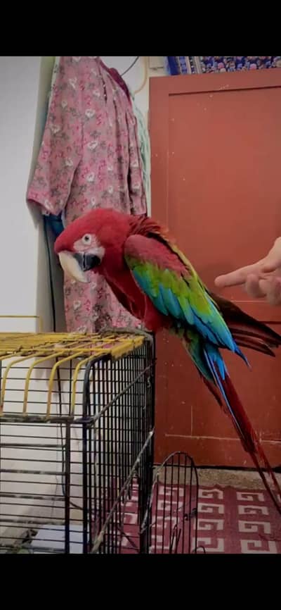 green wing macaw female