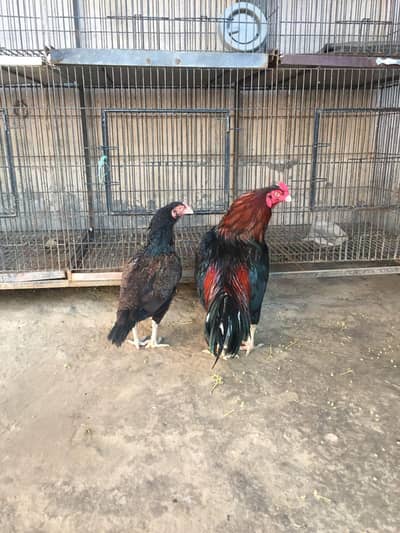 mianwali amroha pair