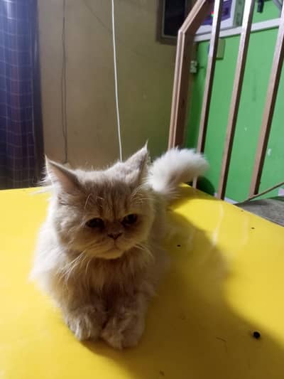 punch face male cai vaccinated with accessories  #03004060232