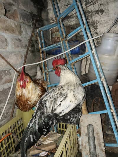 health and active golden misri  male