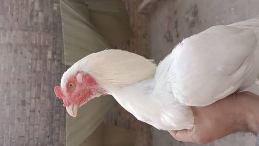 paper white parmoz  Hira aseel muarga  boht achi nasal ka ha